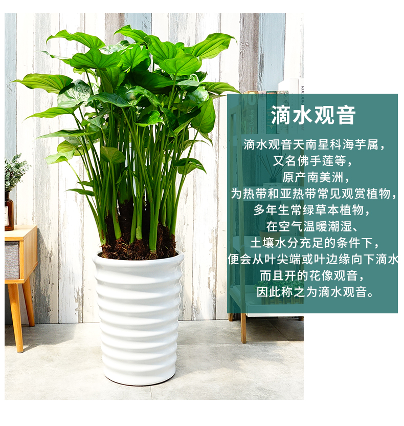 滴水观音 大型绿植净化空气植物盆栽白色陶瓷盆办公室